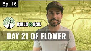 BuildASoil: FIRST THREE WEEKS OF FLOWER (Season 3, Episode 16)