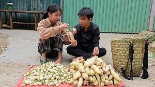 The homeless boy and the poor girl harvest radishes to sell at the market - Homeless boy