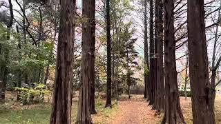 Peach Forest Serenity at Chungbuk National University 1-Minute Relaxation | 청주의 아름다운 충북대학교