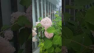 #수국의찻집  #민지