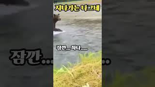 지나가는 나그네 Passing Wanderer#영상1도#웃긴곰#동물영상#짤영상