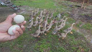 TELUR PERDANA DARI TERNAK ITIK DI KEBUN KALIMANTAN UTARA; ASIAN SURVIVOR INTEGRATED FARMING PROJECT