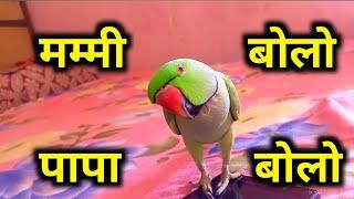 Mummy mitthu - mitthu papa - talking parrot - mummy bolne wala tota