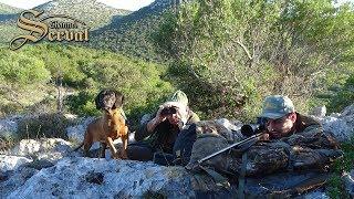 Mouflon - Hunting in Croatia  - Dugi Otok; Mufflon - Jagd in Kroatien