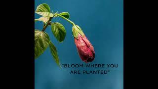 Flower Bloom Motivational Reminder Quote Facebook Video