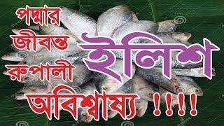 Jibonto Ilish | Ilish |  Hilsha fish | Padma | Fish |SAS Entertainment