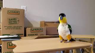 Izzy, the Caique, hopping around on a little stand!!