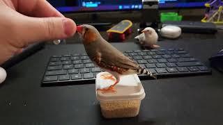 Training my zebra finch