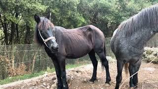 URGENT: We Have 72 Hours To Save This Mare And Her Young Son From Being SLAUGHTERED!  [STORY BELOW]