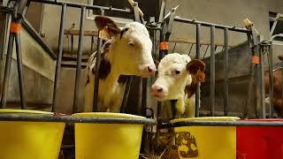 Traite des vaches Montbéliardes + veau qui boit du lait