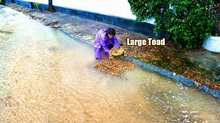 Wow Unclogging Drains With Big Toad In Debris