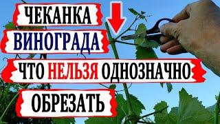  ЧЕКАНКА винограда ПРАВИЛЬНО! Что ОБЯЗАТЕЛЬНО нужно СДЕЛАТЬ если выросли очень длинные побеги ?