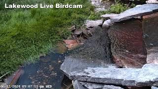 Bird Fountain Camera Live from Lakewood, Ohio