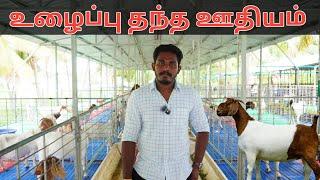 Revisit to Aravinth Goat Farm | நான்கு வருடத்தில் அபரீத வளர்ச்சி!! | Country Farmss | ஆட்டு பண்ணை