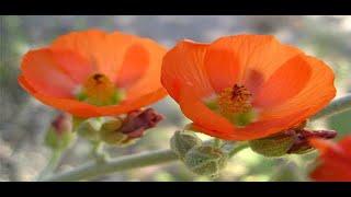 Native Plants of Coronado Historic Site - Narrowleaf Globemallow