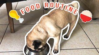 PUG'S FOOD ROUTINE (ALTERNATIVE TO DOG FOOD)  || Riley the Pug