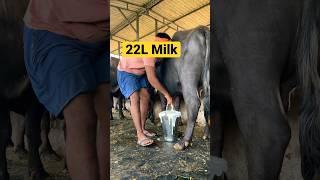 22 Litre Buffalo Milk #dairyfarm #shorts