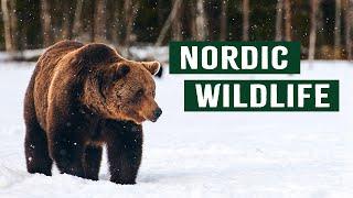 Apex Predators Hunting in Scandinavia's Wild Forests