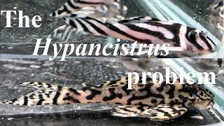 Do we understand Hypancistrus plecos? ~ L Numbers