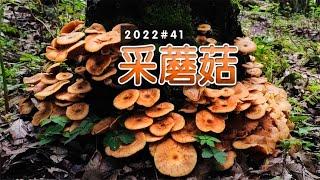 榛蘑爆发了！你能区分和它相似的毒蘑菇吗？