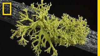 What's in a Lichen? How Scientists Got It Wrong for 150 Years | Short Film Showcase