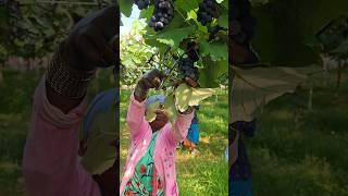 Grape wine making #wine #grapewine #grape #winegrape