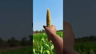 Bajra ki kheti #kisan #khedut #agriculture #village #villagekisan #farming #viralvideo #farmer