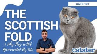 Why Scottish Folds Aren't Recommended By Vets