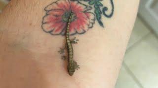 “A cute  newly hatched  yellow bellied morning gecko  “!#reptiles #gecko