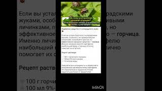 народные средства против колорадского жука.