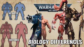 Custodes Biology and Anatomy - Differences compared to Space marine