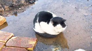 A sick and abandoned cat relieves pain in cold water, just wants to die quietly