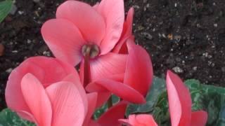 COLECCIÓN DE FLORES (video-musicalizado)