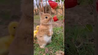  Funny & Cute Animal Videos Compilaton Of The 2024 