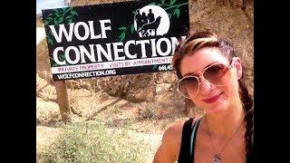 Wolf Connection Visit  - Wolves Howling - Sept. 4th, 2017