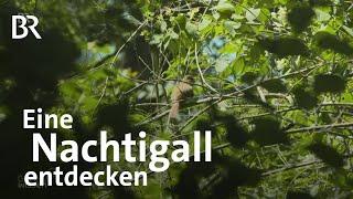 Suche im Berliner Tiergarten: Wie man eine Nachtigall im Baum entdecken kann | Gut zu wissen | BR