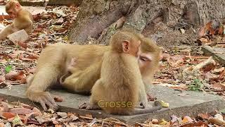 Oh no mom... Young mother monkey no experience for take care newborn till made baby scare crying