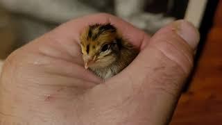 first loony moose farm quail hatching SO 