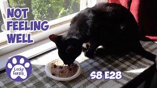 Failure, Success, and A Cat Not Feeling Well - Lucky Ferals S8 E28 - Cat Vlog - Living With 11 Cats