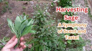 Harvesting Sage: A Symphony of Scent and Taste#sage #gardening #gardeningtips #herbs #herbgarden