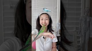 鹦鹉妈妈健康屋家庭成员介绍1 #shorts # #柏格医生dr #berg #parrot #生酮飲食 #keto #断食 #fasting