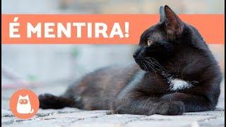 10 MITOS sobre os GATOS que você precisa parar de acreditar