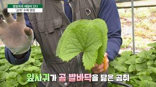 [방방콕콕 제철이 간다] ‘곰취’ 수확 현장