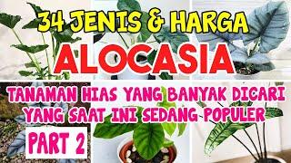 Jenis  -  Jenis Tanaman Hias Alocasia Part 2 Yang Paling Populer Dan Banyak Di Cari