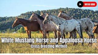 White Mustang Horse and Appaloosa Horse Cross Breeding Method