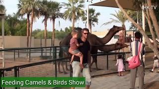 Feeding Camels and Birds Show