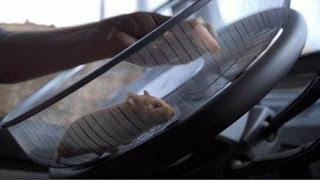 Volvo Trucks - The Hamster Stunt