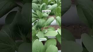 Selada pakcoy seledri kale siap siap segera panen yuhu #hydroponics #farming #vegetables #budidaya