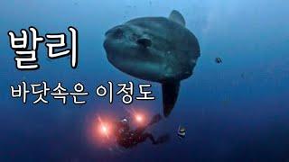 발리 여행시 꼭 봐야하는 바닷속! (1편) 뚤람벤-빠당바이-길리테페콩