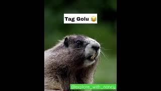 Tag Golu #funny #comedy #comedyshorts #shorts #viral #trending #funny #funnyshorts #fun #ytshorts